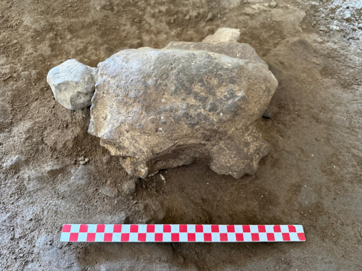 About 25 stone turtle shapes