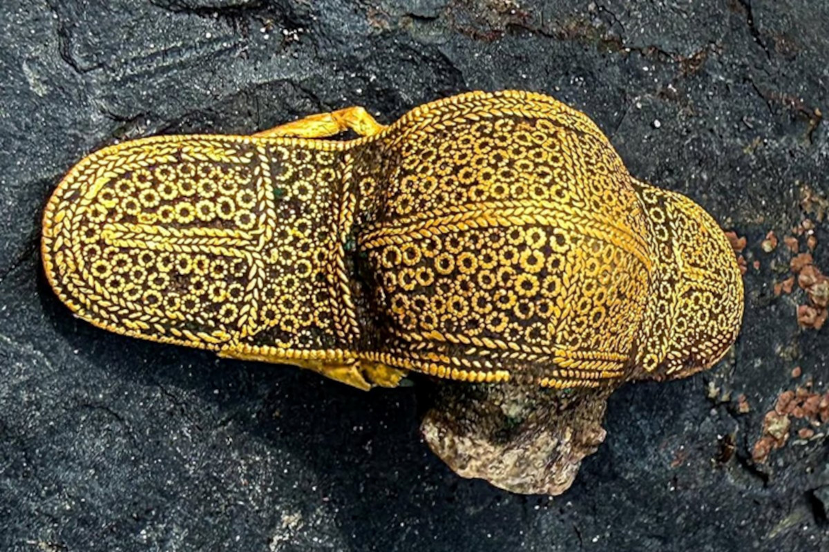 A small gold brooch from a weak signal