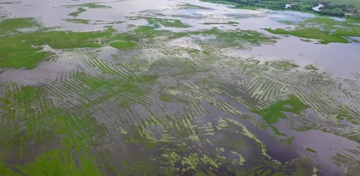 Fields raised above the flood