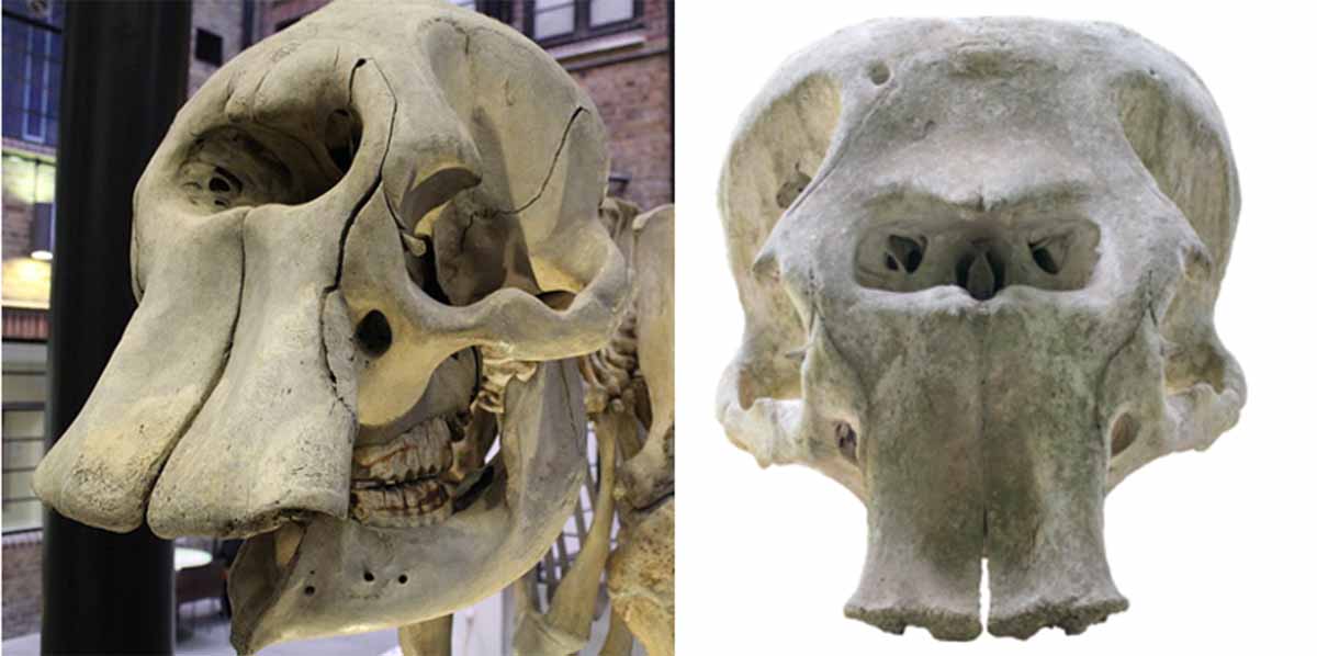 An elephant-relative skull with one big hole